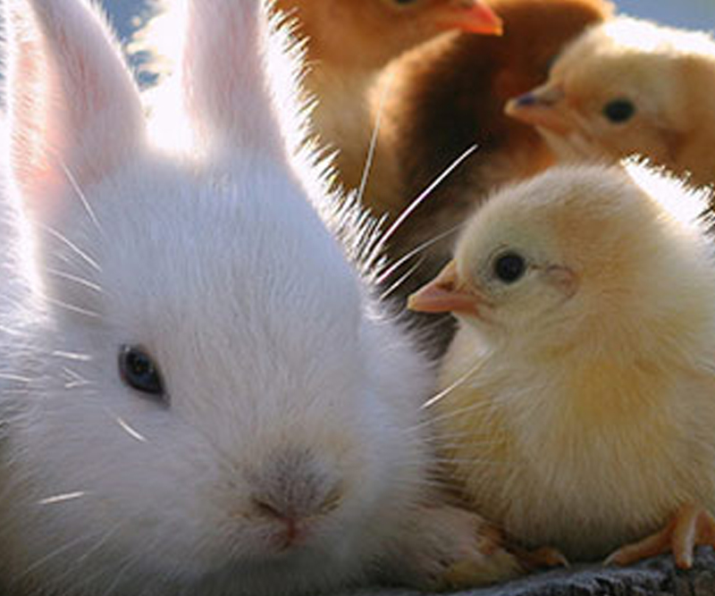 A fluffy white rabbit with baby chicks in the Animal Farm pen