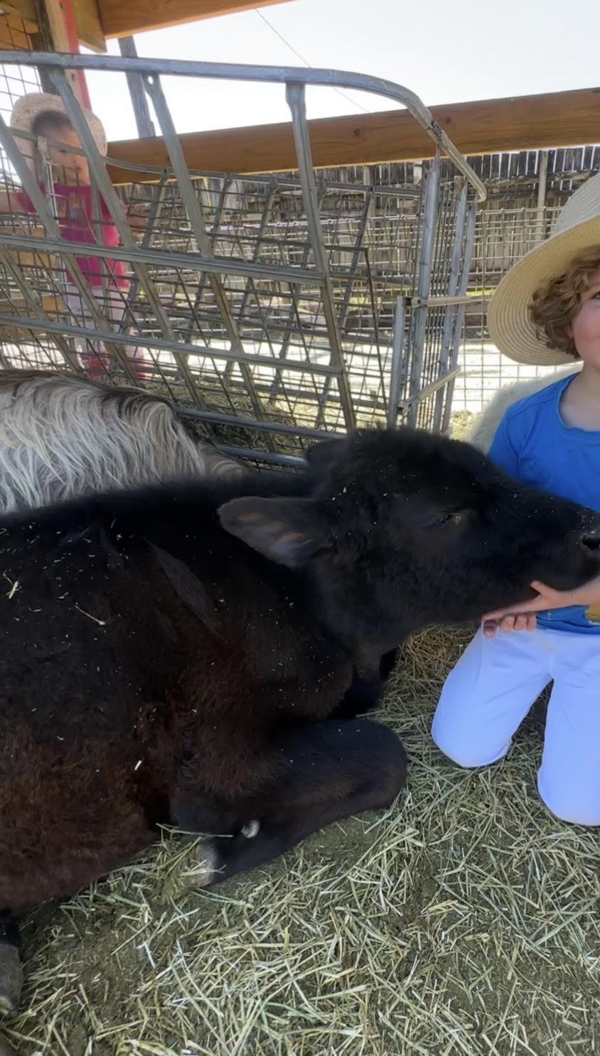 A child gently holding a calf in the animal farm