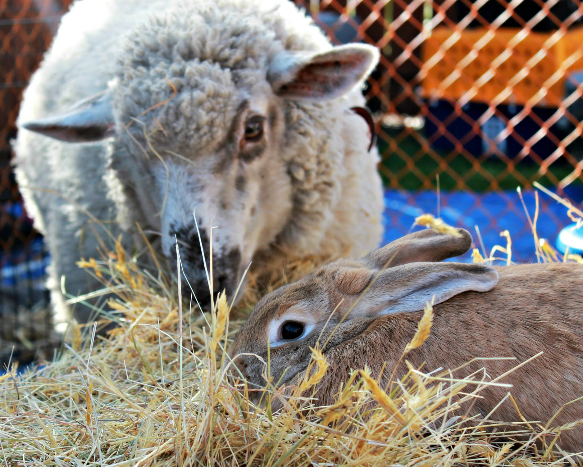 A sheep and rabbit resting together in the Animal Farm pen